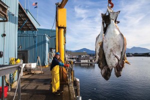 A worker at the Seafood Producers Cooperative plant in Sitka hauls halibut off of a trawler. (Scott Sell)